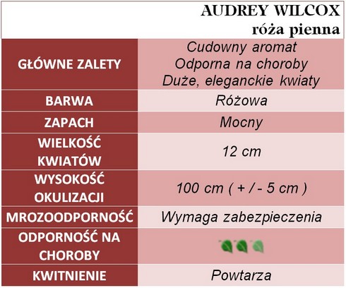 Audrey Wilcox róże pienne gł. zal